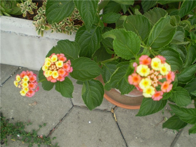 lantana